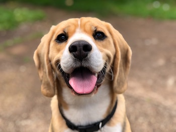 A smiling dog
