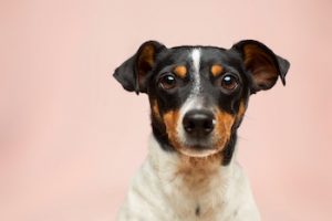 Red Eye in Dogs: When Should I Be Concerned? - Pet Loves Best