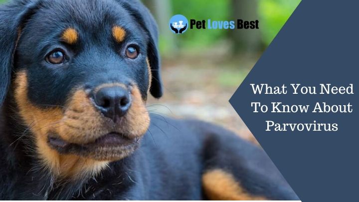 What You Need To Know About Parvovirus Featured Image