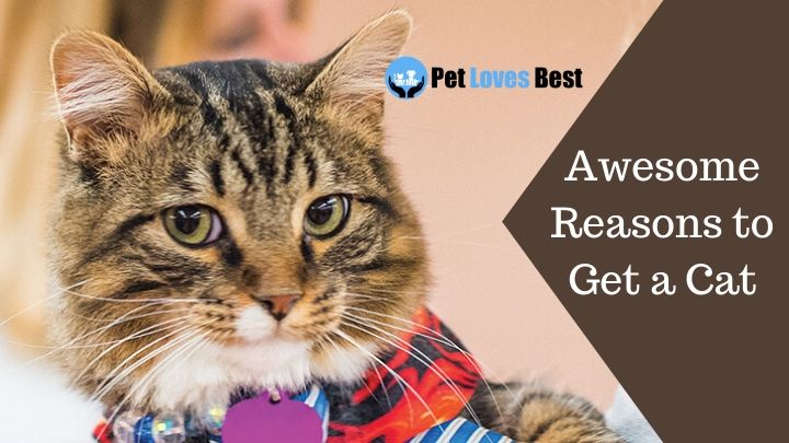 Awesome Reasons to Get a Cat Featured Image