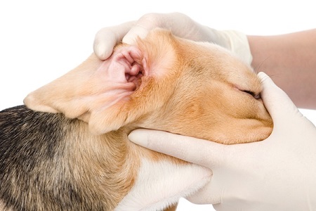 How to Use Dog Ear Cleaner