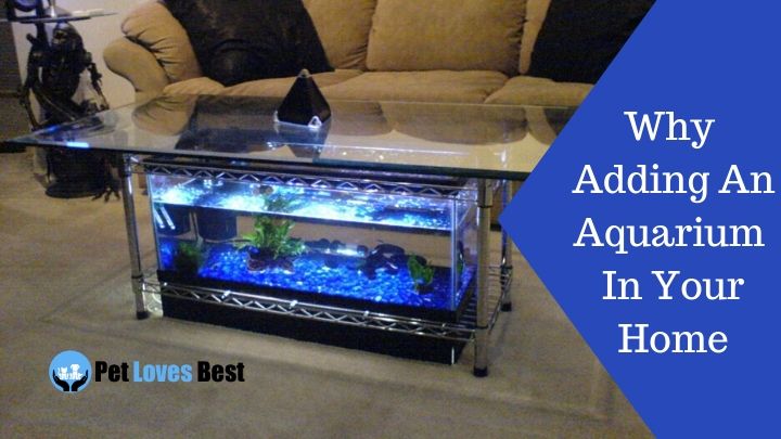 Why Adding An Aquarium In Your Home Featured Image