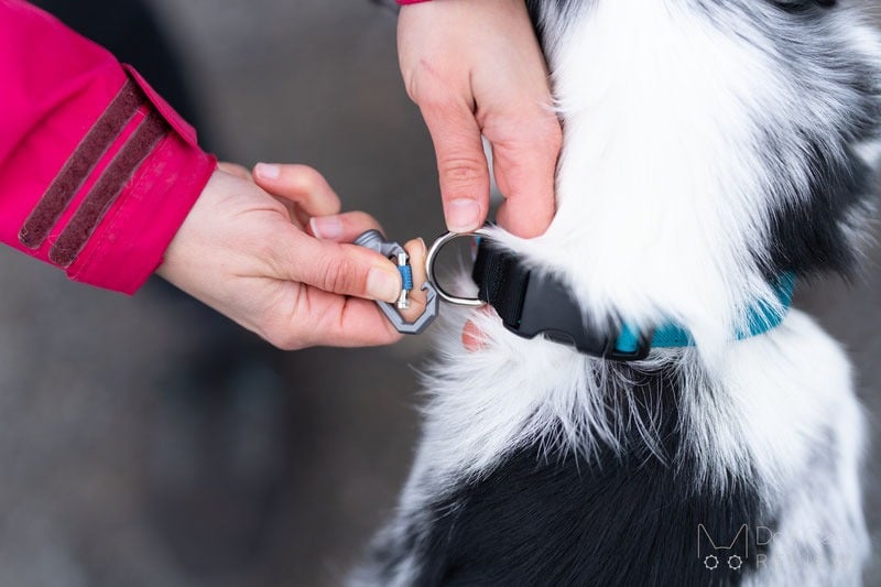 Choosing the Right Magnetic Rope Dog Leash: A Buyer’s Guide