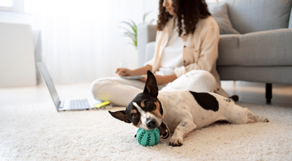 Fun and Healthy Ways to Enhance Your Dog’s Daily Routine